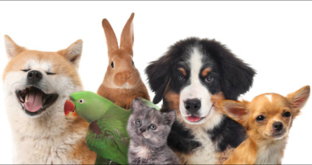 Capture d’écran 2025-04-09 à 13.35.58